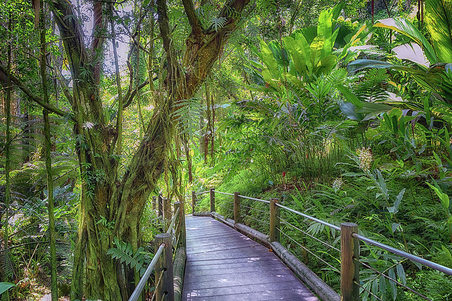Tropical Boardwalk Photograph by Susan Rissi Tregoning