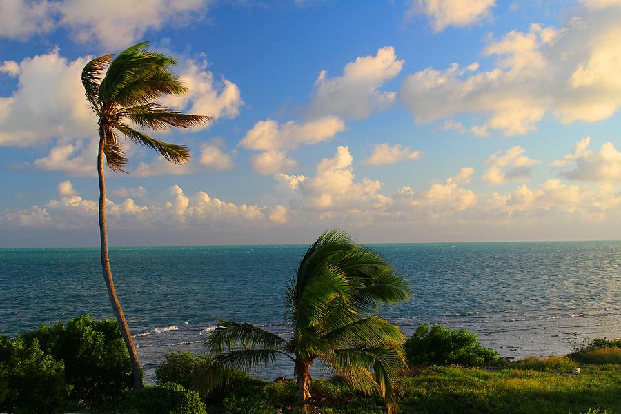 Tropical Breeze Photograph by Joe Arwood - Fine Art America