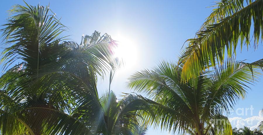 Tropical Breeze Photograph by Tim Townsend