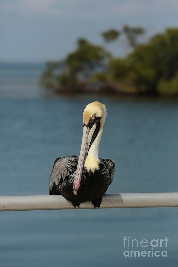 Tropical Brown Pelican Photograph by Carol Groenen