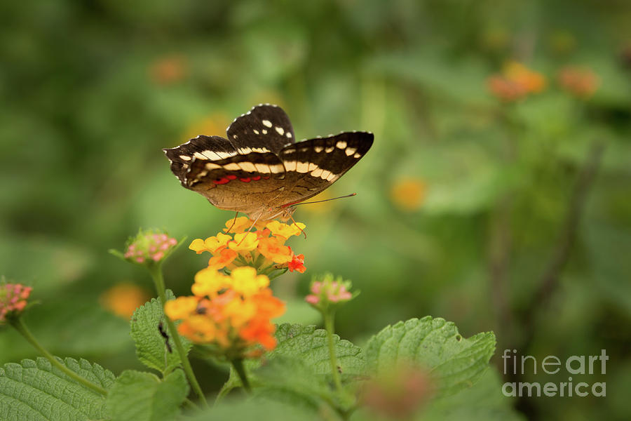 Tropical Butterfly Photograph by Ana V Ramirez