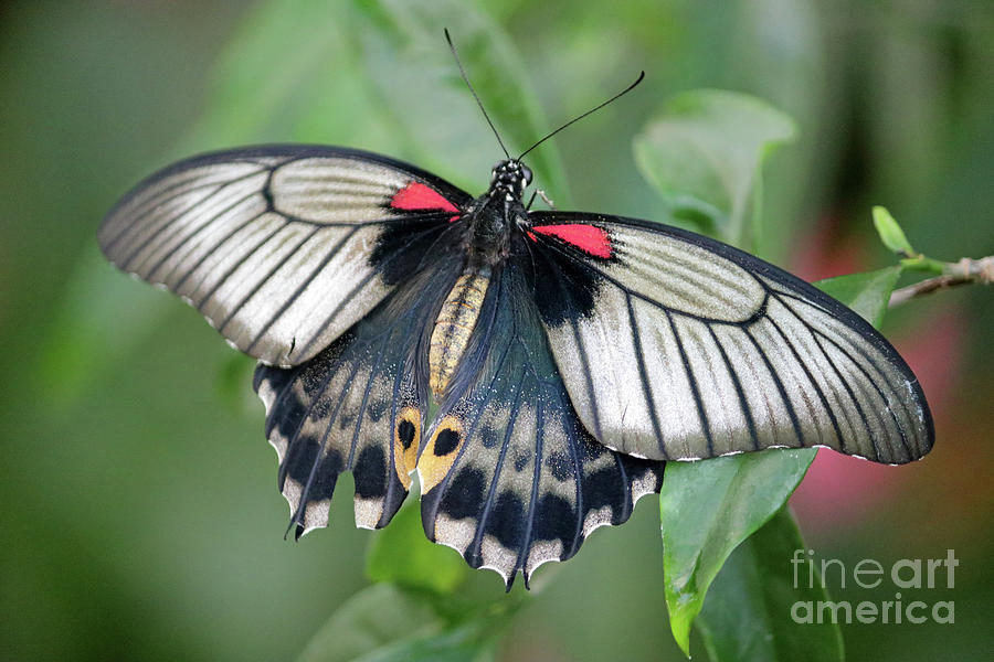 Tropical butterfly Photograph by Julia Gavin