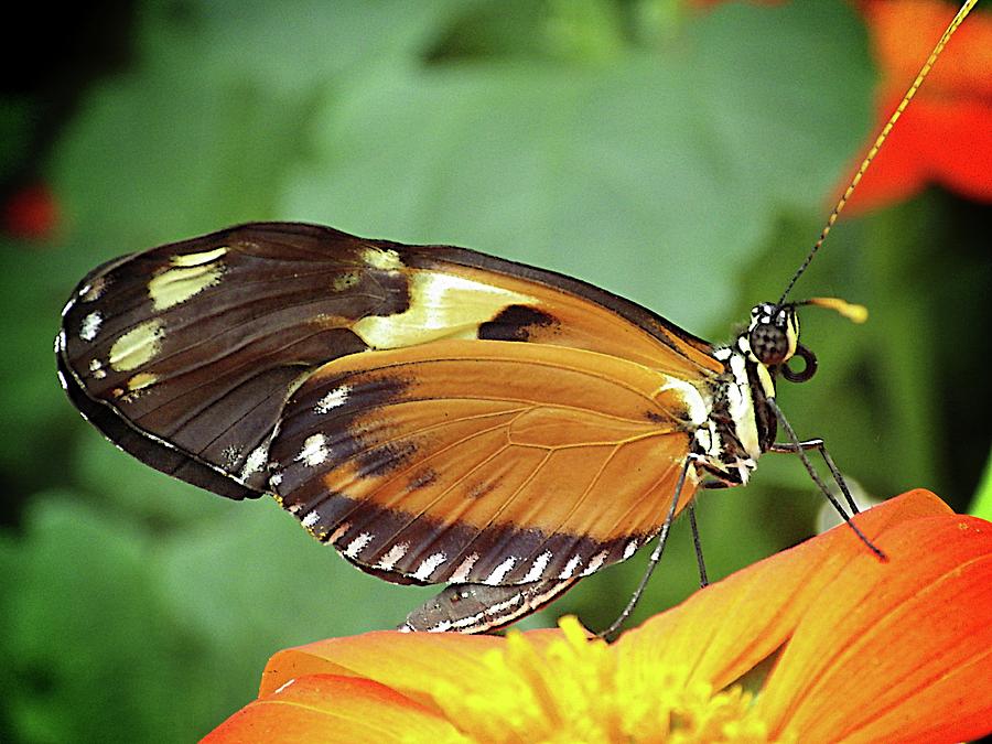 Tropical Butterfly Photograph by Karen McKenzie McAdoo