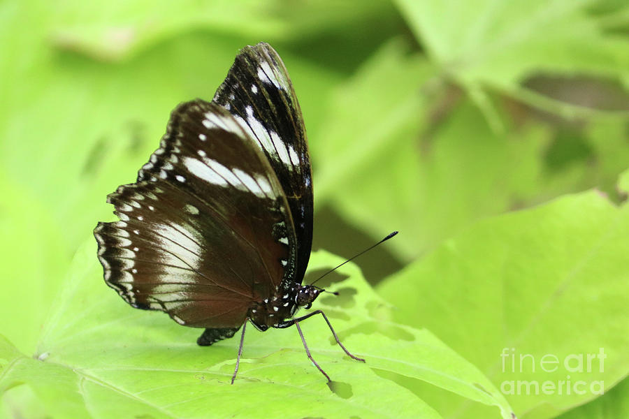 Tropical butterfly resting on green leaf  Photograph by Julia Gavin