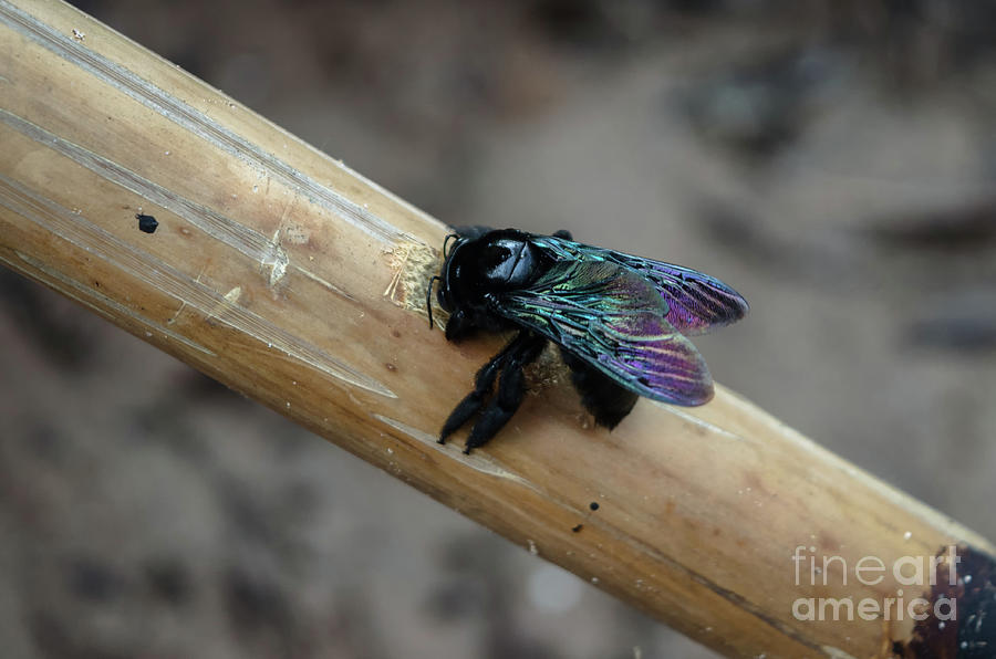 Tropical Carpenter Bee Photograph by Michelle Meenawong