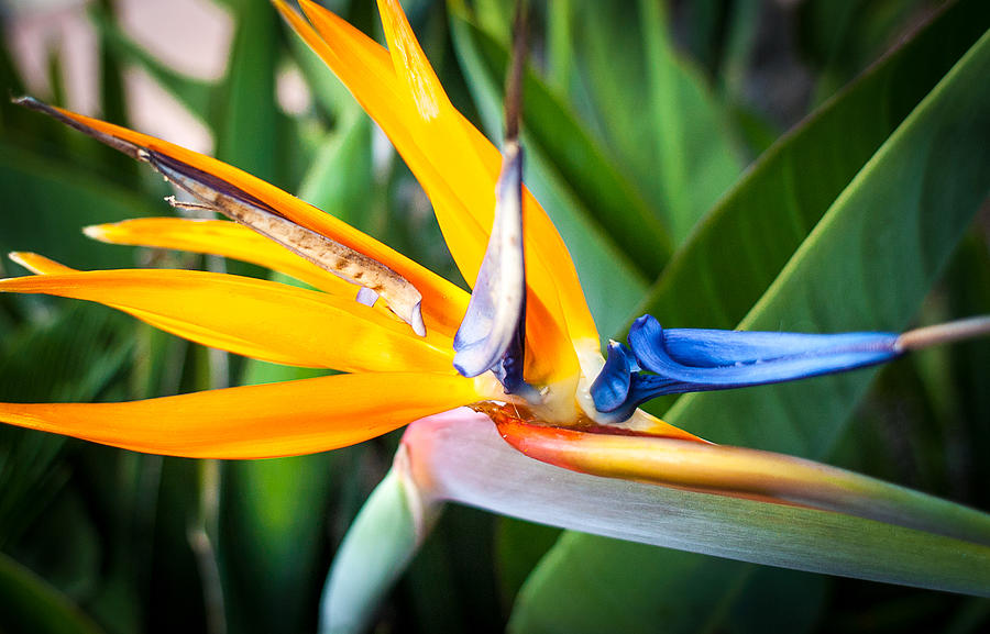 Tropical Closeup Photograph by T Brian Jones - Fine Art America