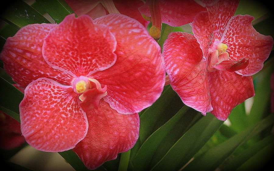 Tropical Coral Orchids Photograph by Dora Sofia Caputo