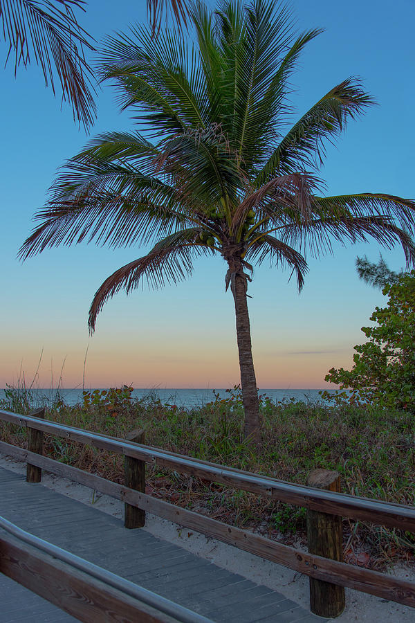 Tropical Dawn Photograph by Artful Imagery