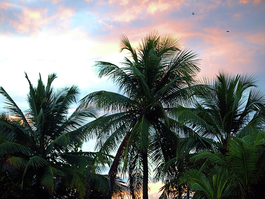 Tropical Dawn I I Photograph by Newwwman
