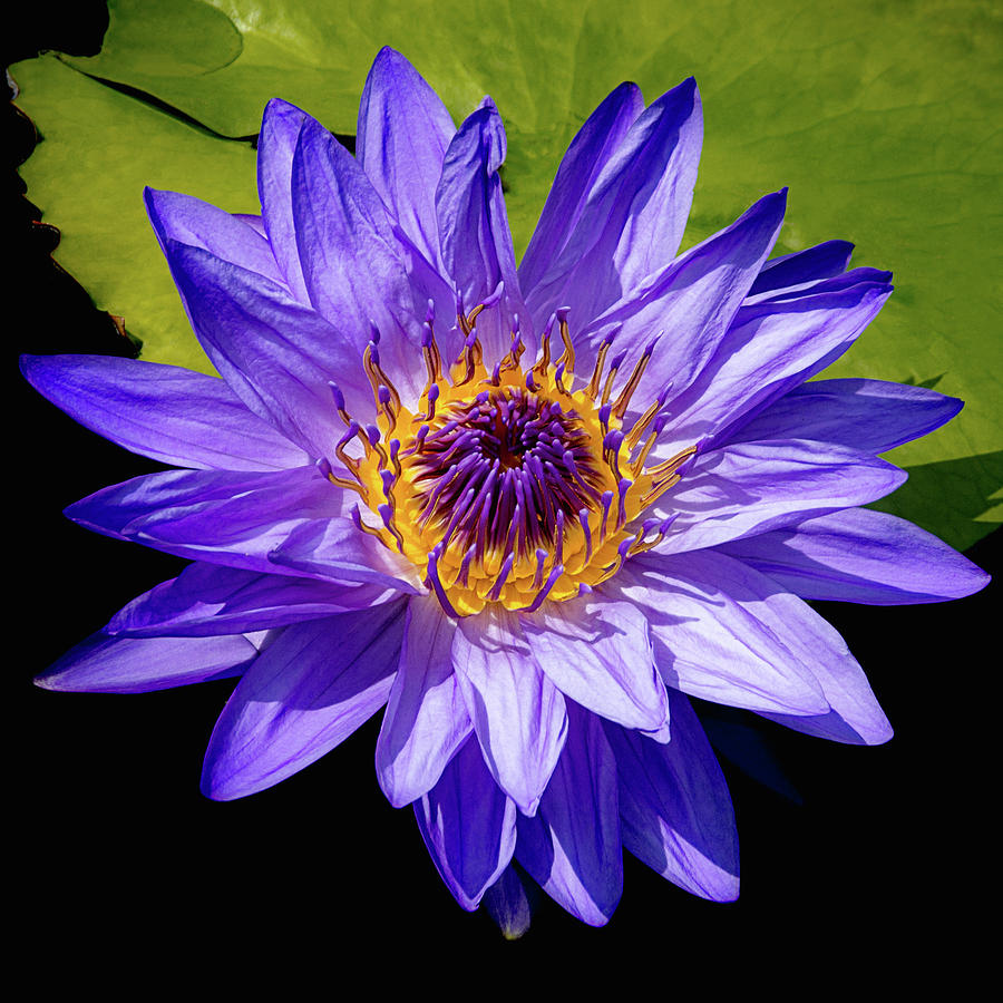 Tropical Day Blooming Water Lily in Lavender Photograph by Julie Palencia