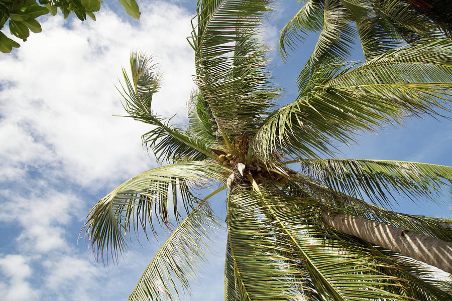 Tropical Days Photograph by Robert Mcgillivray - Fine Art America