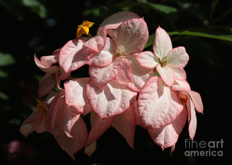 Tropical Dogwood Flower Closeup Photograph by Carol Groenen