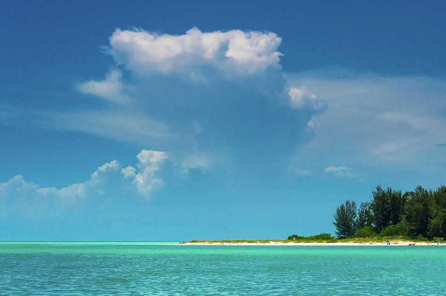 Tropical Dreams by Susan Molnar Tropical Dreams by Susan Molnar