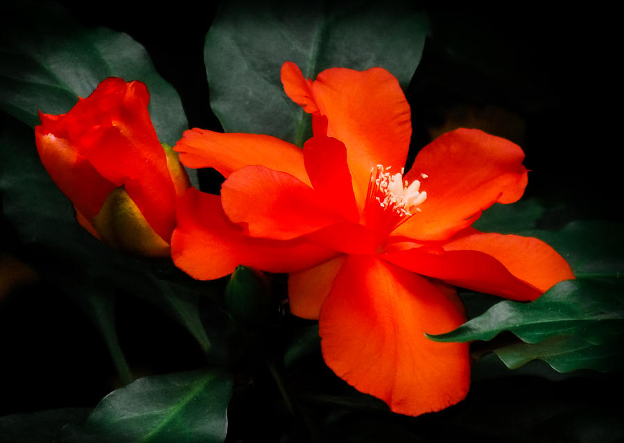 Orange Flowers Photograph - Tropical Elegance by Karen Wiles