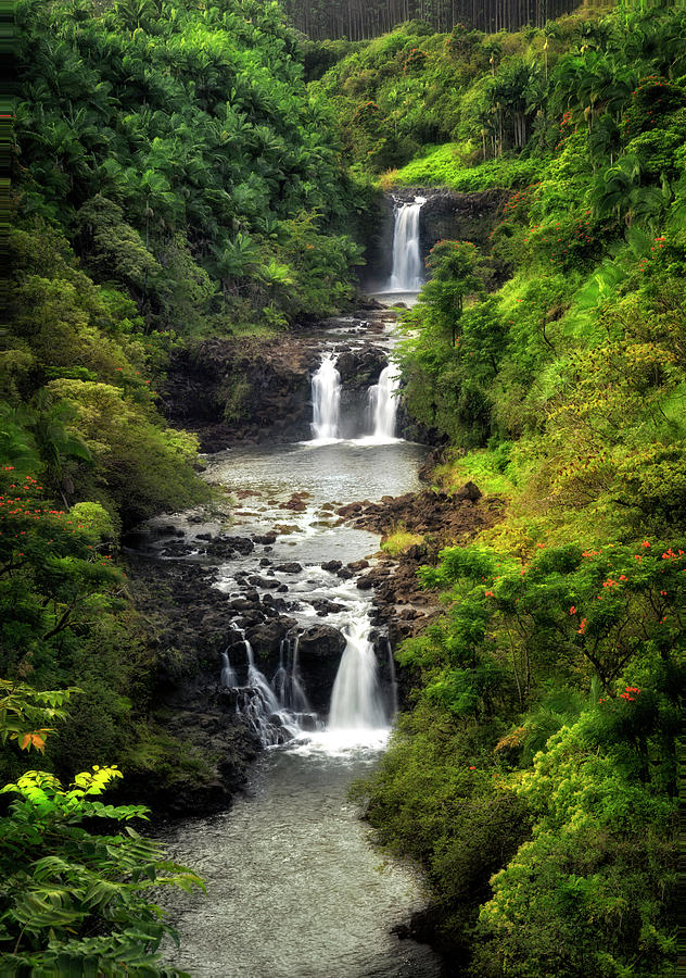 Tree Photograph - Tropical Falls by Nicki Frates