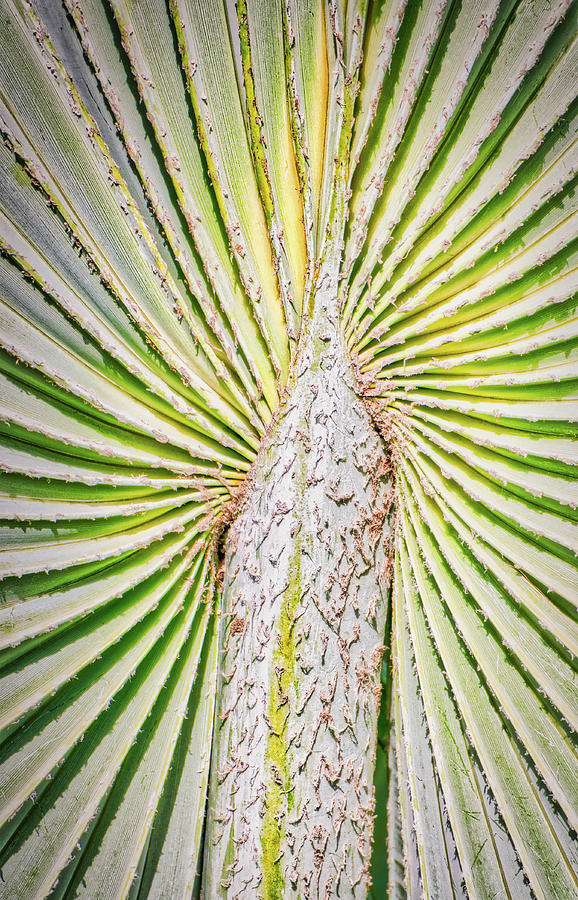 Tropical Fan Palm Photograph by Gary Slawsky