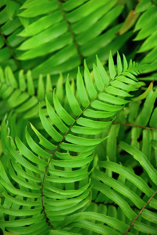 Nature Photograph - Tropical Fern by Brian Puyear
