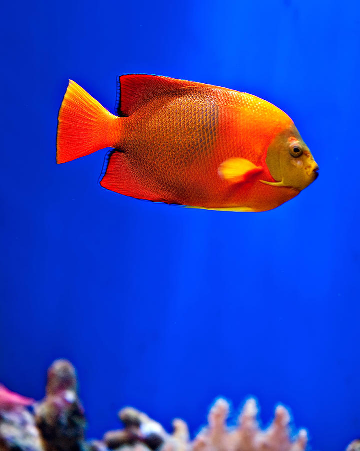 Tropical Fish 1 Photograph by Art Block Collections