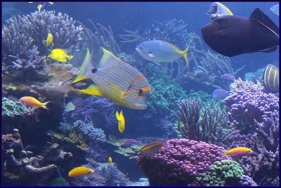 Tropical Fish and Coral Reefs Photograph by Dora Sofia Caputo