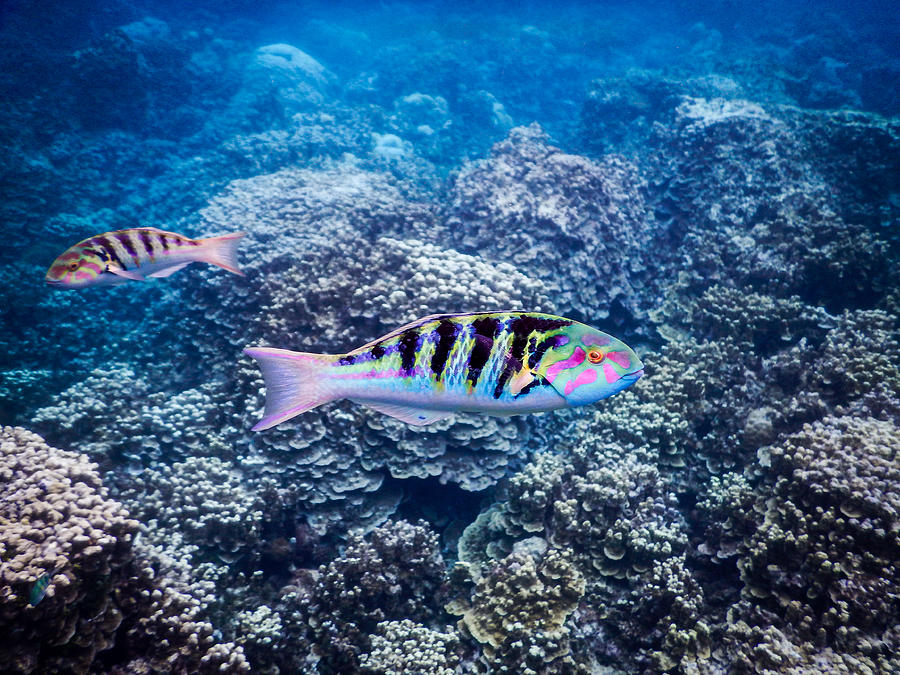Tropical Fish Bay Photograph by Michael Scott
