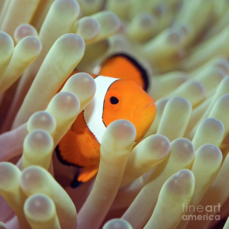 Fish Photograph - Tropical fish Clownfish by MotHaiBaPhoto Prints