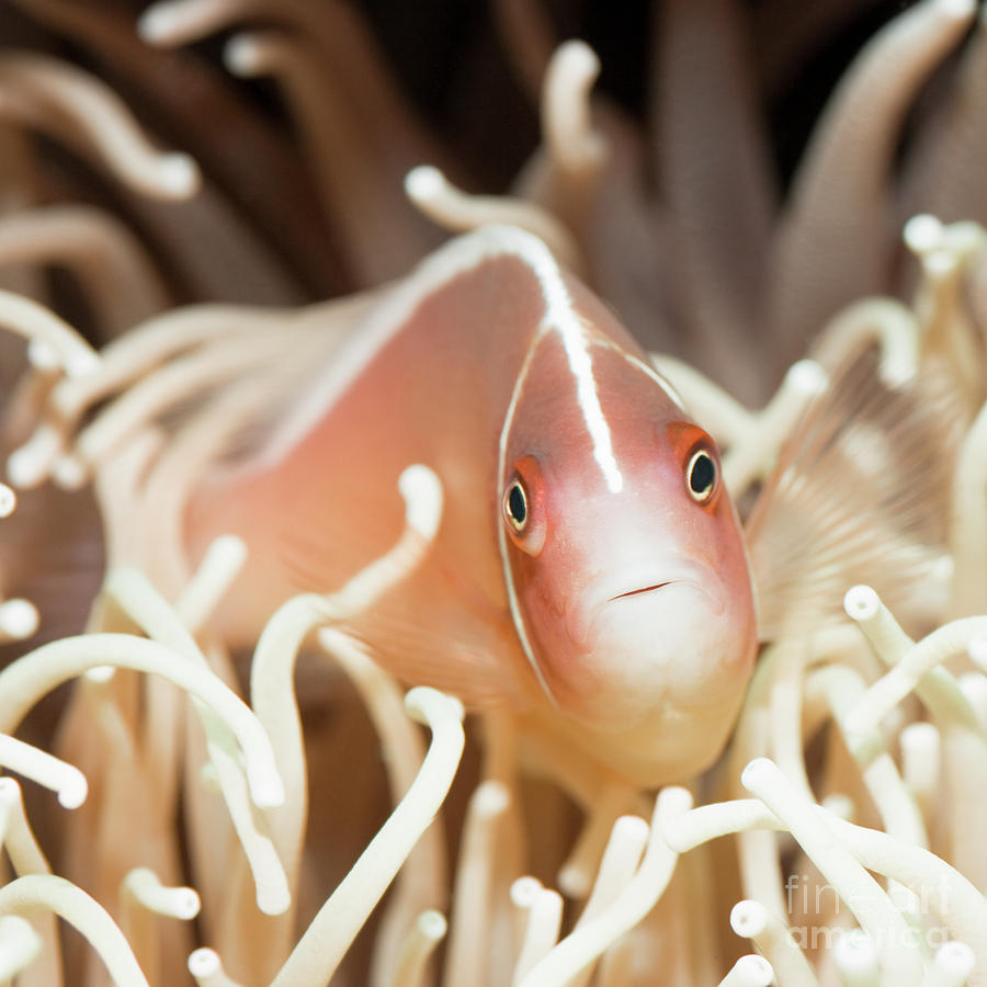 Fish Photograph - Tropical fish Pink clownfish by MotHaiBaPhoto Prints