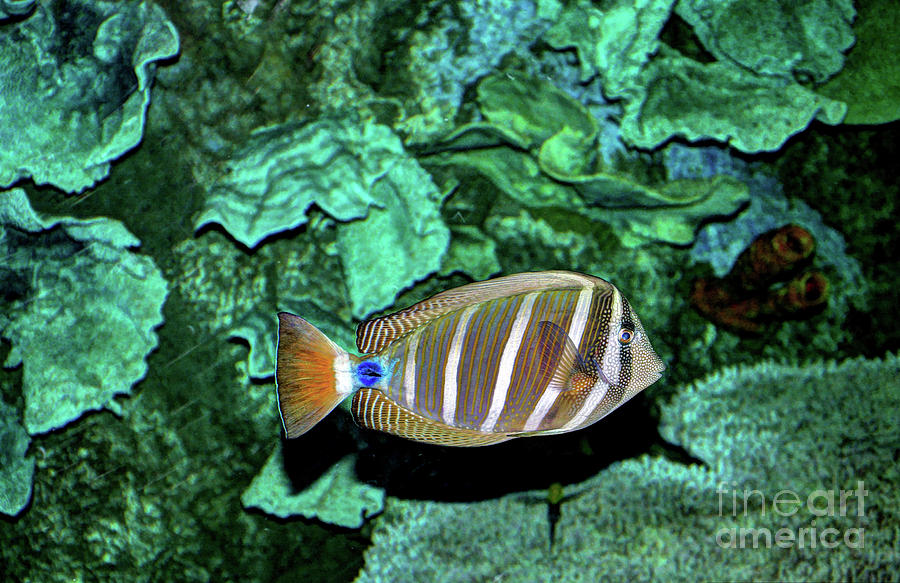Tropical Fish Photograph by Savannah Gibbs