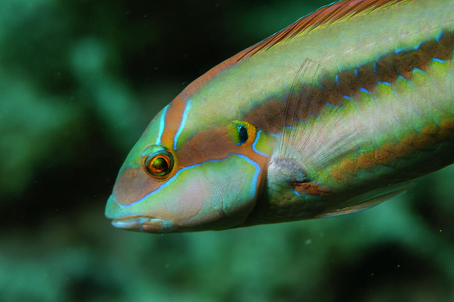 Tropical Fish Photograph by Tom Montgomery - Fine Art America