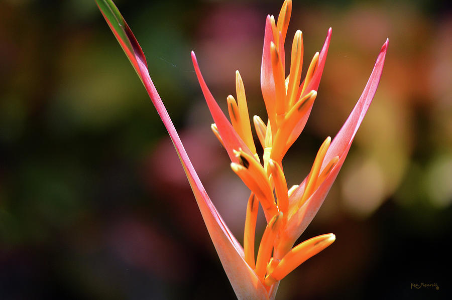 Tropical Flower 6 Photograph by Ken Figurski