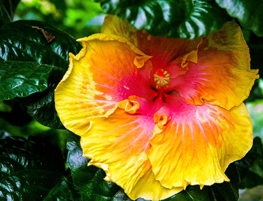 Tropical Flower Photograph by Artsy Gypsy