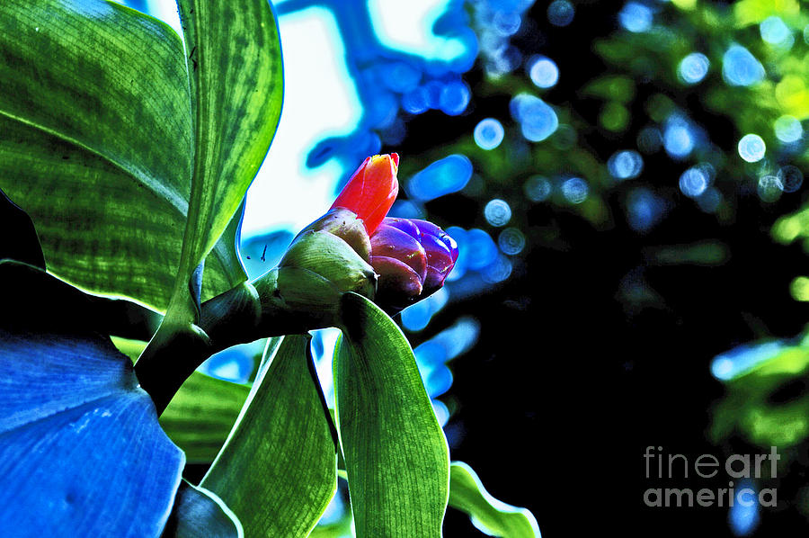 Tropical Flower Bud Red Photograph by David Frederick