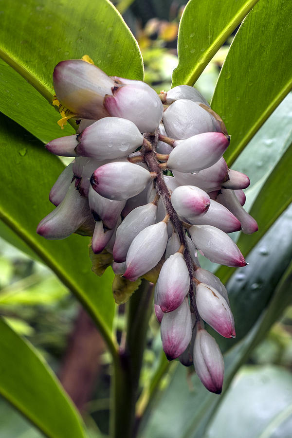 Tropical Flower Buds Photograph by William Bitman
