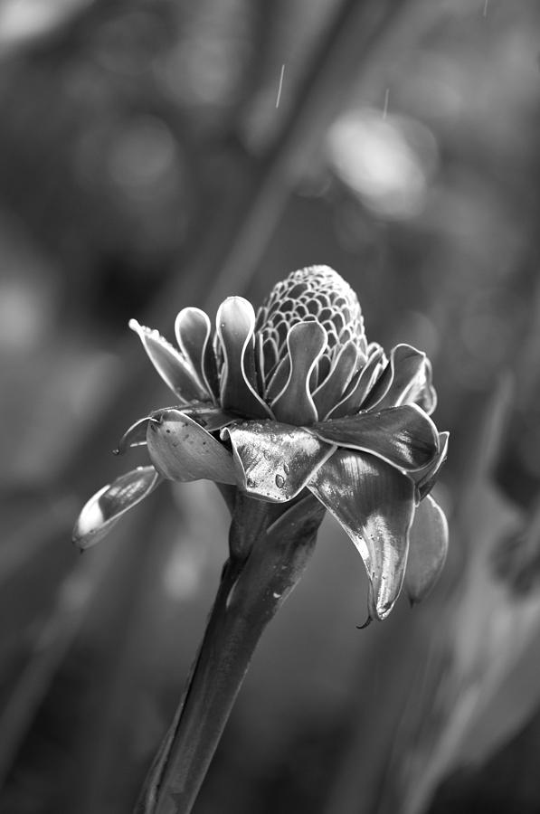 Black And White Photograph - Tropical Flower by Konstantin Sevostyanov