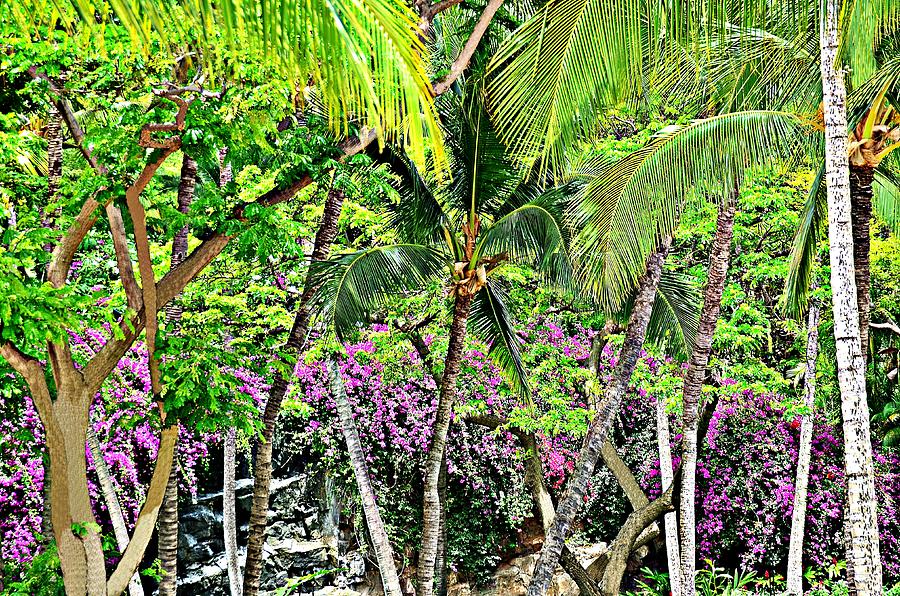 Tropical flowers and Trees Photograph by JD Bennett - Fine Art America