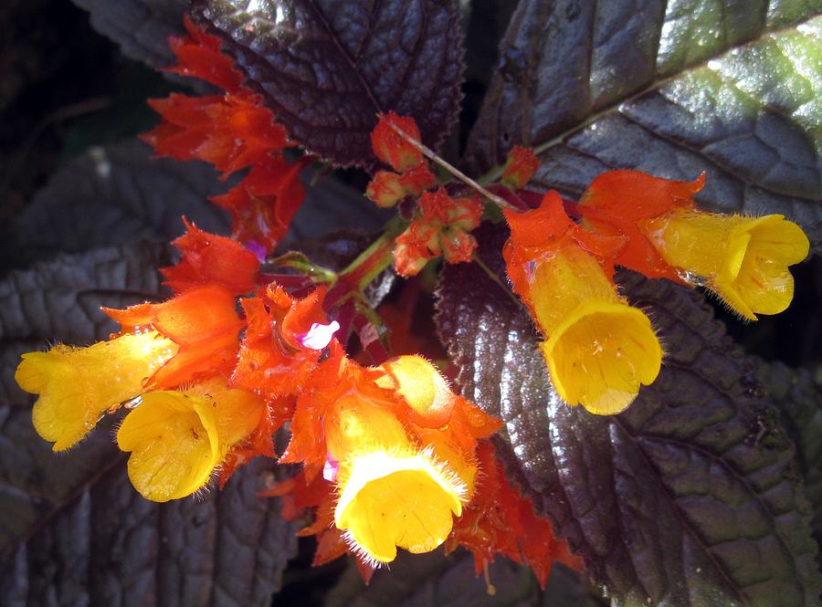 Tropical Foliage Photograph by Betty Buller Whitehead