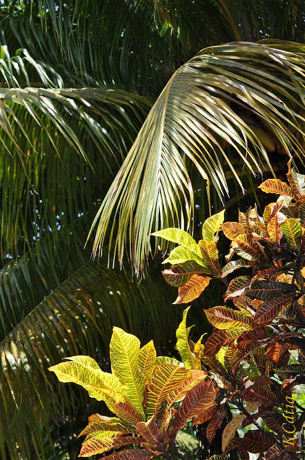 Tropical Foliage Photograph by KCatia Creole Art