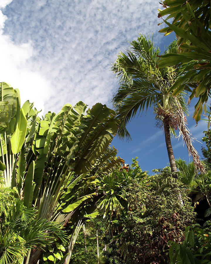 Tropical Foliage Photograph by Pauline Walsh Jacobson