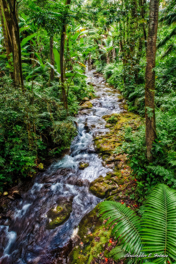 Tropical Forest Stream Photograph by Christopher Holmes