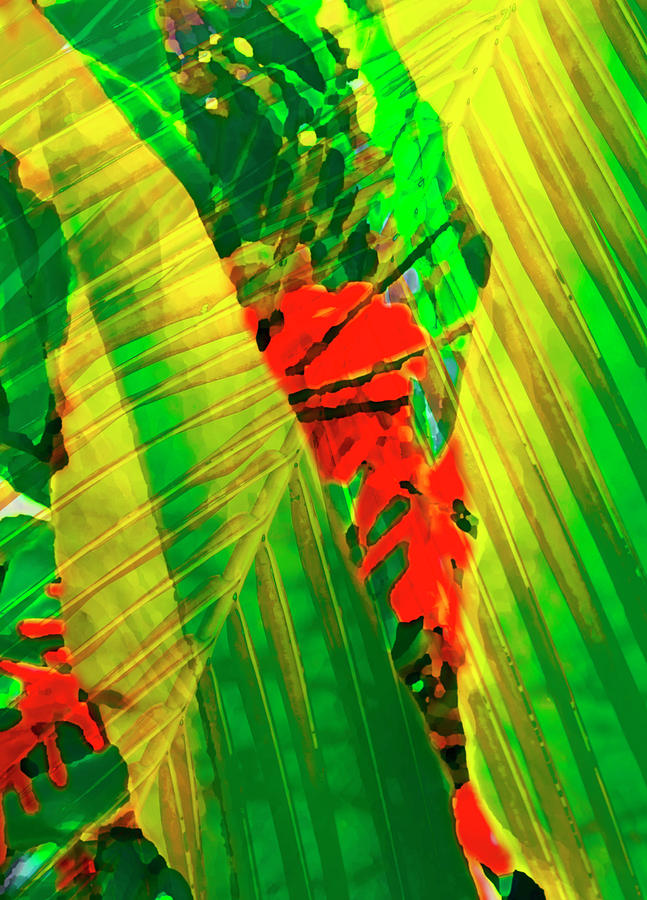 Tropical Fusion Photograph by Stephen Anderson