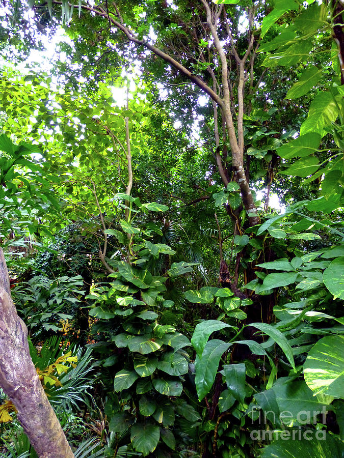 Tree Photograph - Tropical Garden by Francesca Mackenney