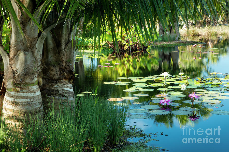 Tropical Garden Pond Photograph by Brian Jannsen