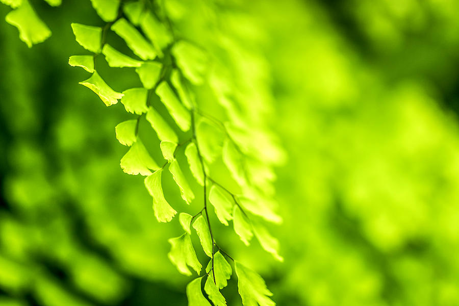 Tropical Garden2 Photograph by Jijo George - Fine Art America