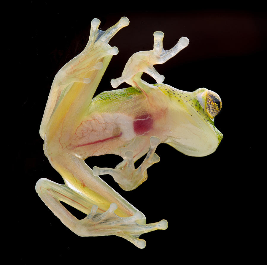 Tropical glass frog Photograph by Dirk Ercken