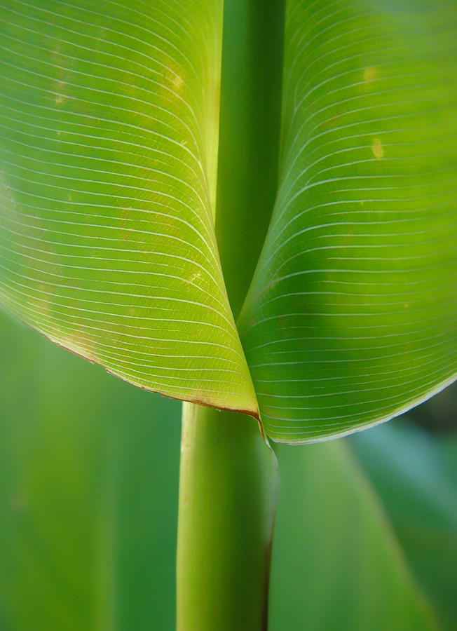 Tropical Green Photograph by Donna Blackhall