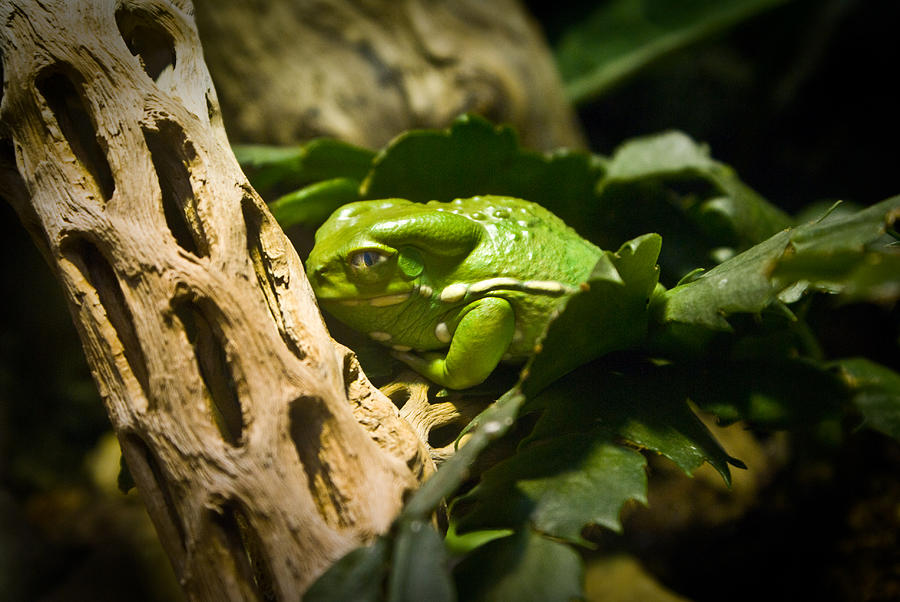 Tropical Green Frog Photograph by Douglas Barnett