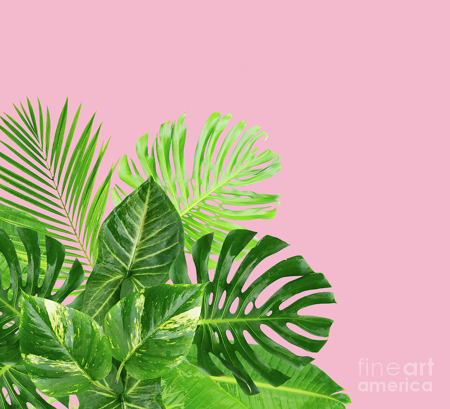 Tropical Green Leaves Photograph by Anastasy Yarmolovich