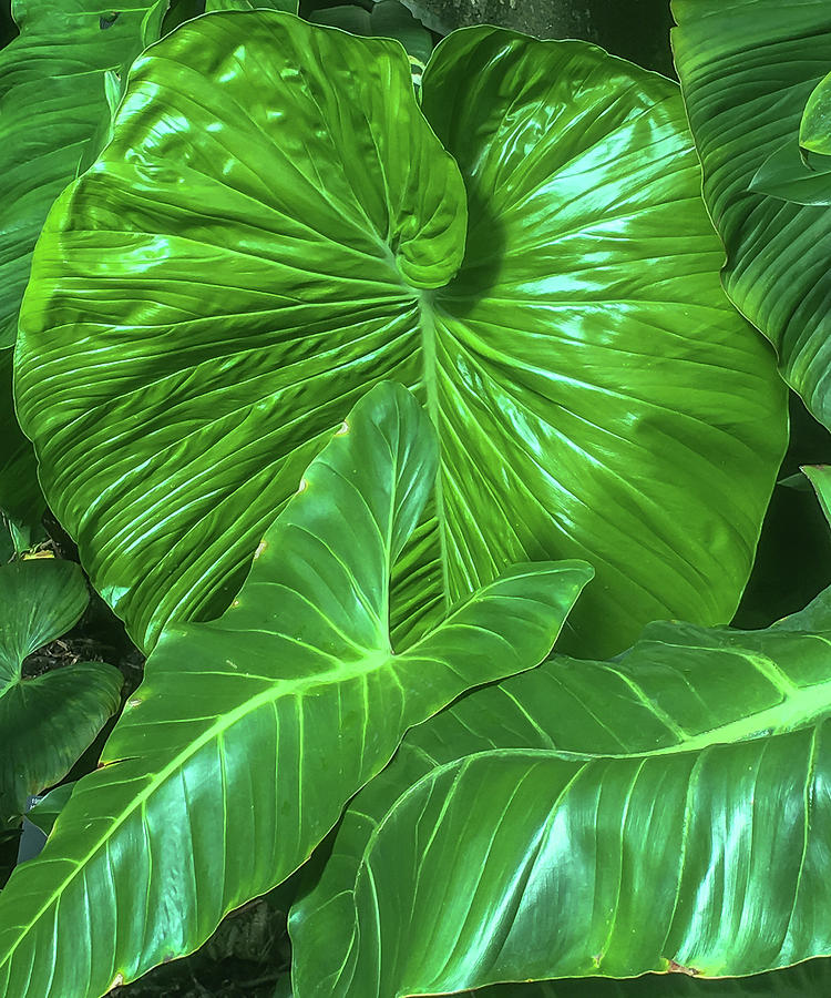 Tropical Green Photograph by Mo Barton - Fine Art America