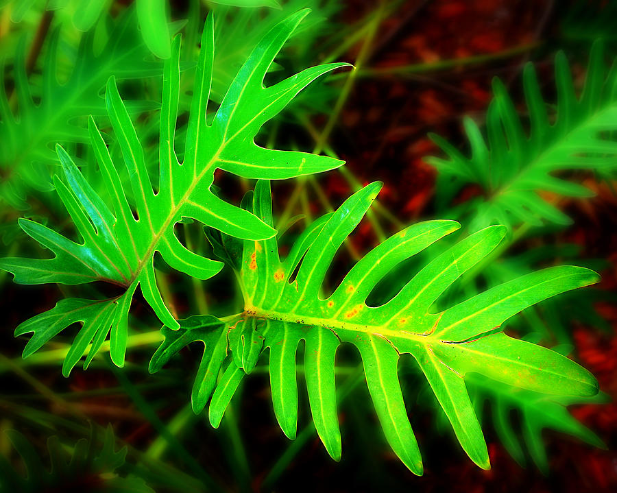 Tropical green Photograph by Perry Webster