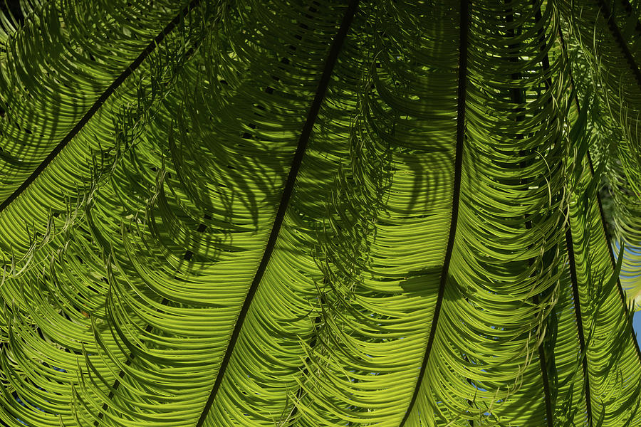 Tropical Green Rhythms - Feathery Fern Fronds - Horizontal View Down Left Photograph by Georgia Mizuleva