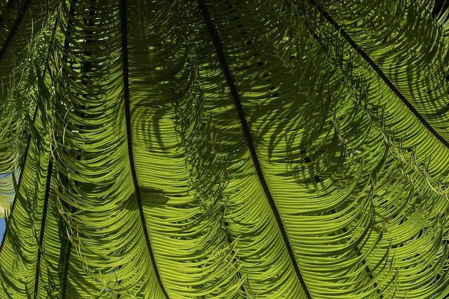Tropical Green Rhythms - Feathery Fern Fronds - Horizontal View Down Right Photograph by Georgia Mizuleva